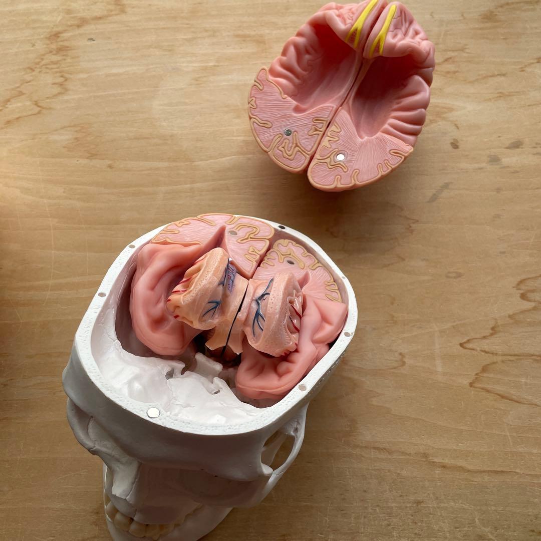 値下KIYOMARU 8分解脳模型 頭蓋骨 理学療法士 BZN-2310-001