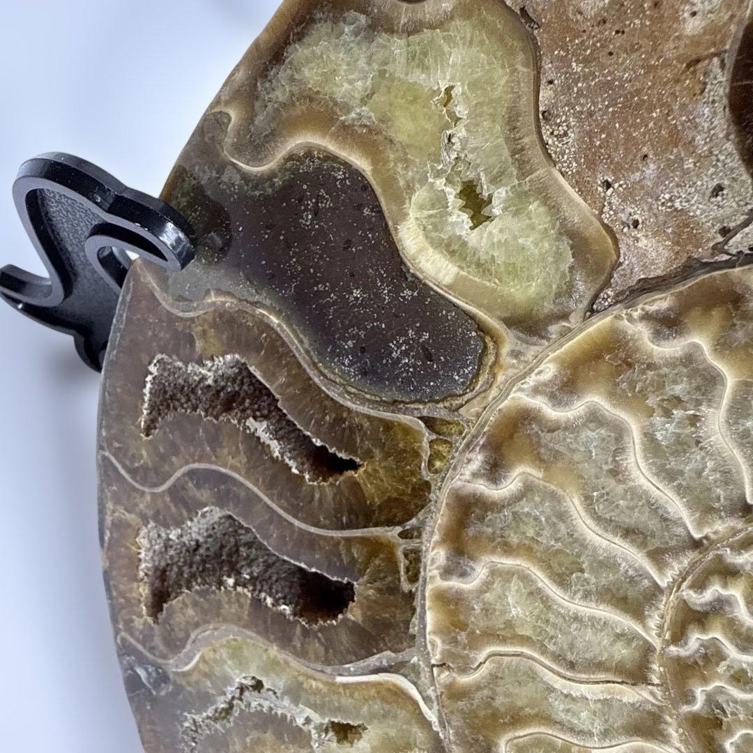 アモナイト化石 ペア　スタンド付き