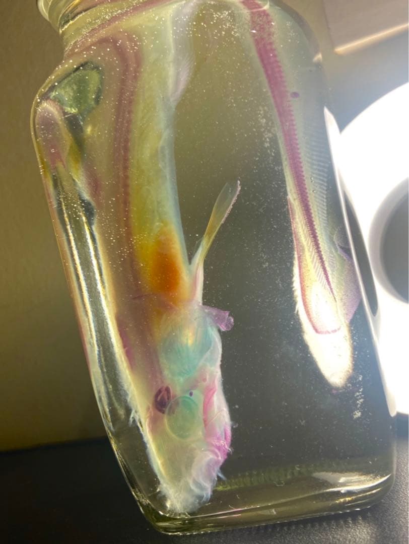 サメ 透明標本 骨格標本 ドチザメ 骨 標本 グリセリン 透明骨格標本 鮫