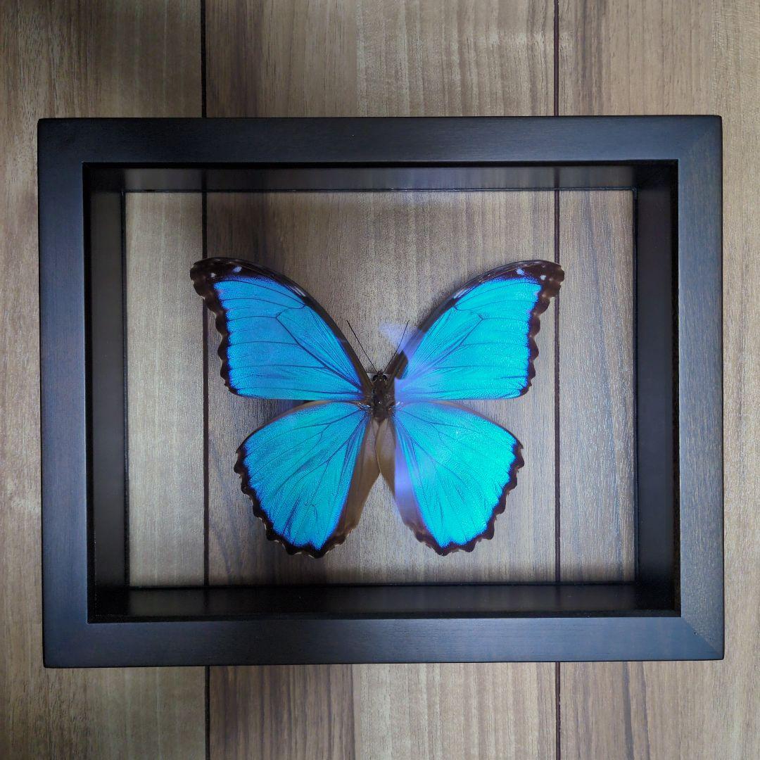 FlyingMorphoButterfly　空を翔ぶ宝石　モルフォ蝶 FlyingMorphoButterfly 空を翔ぶ宝石 モルフォ蝶 昆虫標本 Flying