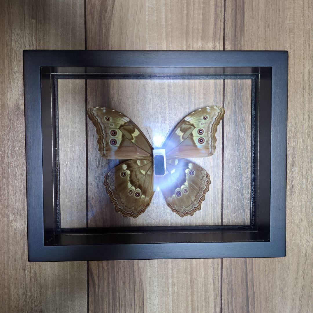 FlyingMorphoButterfly 空を翔ぶ宝石 モルフォ蝶