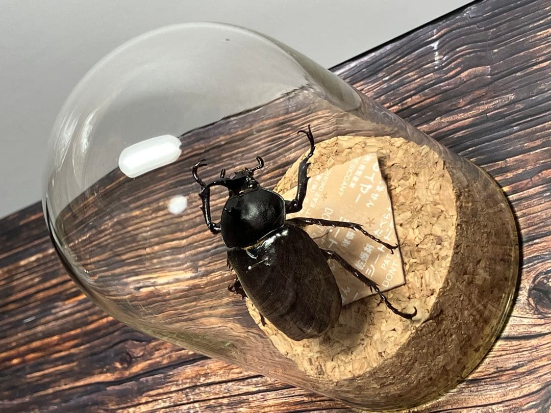 Glass Beetleヤマトカブトムシ標本 GB-001】
