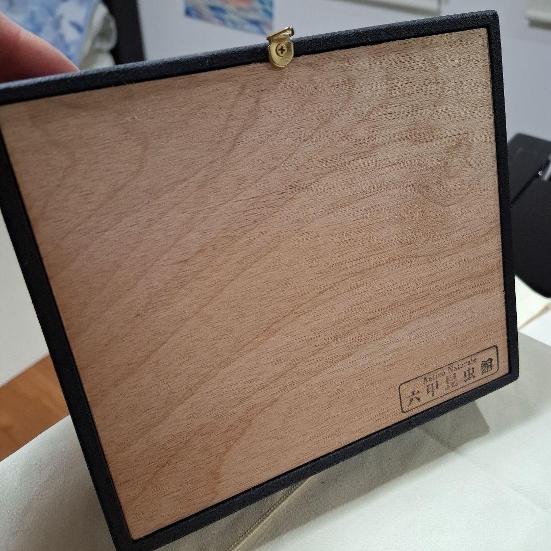 カキカモルフォ　標本　専門的な箱