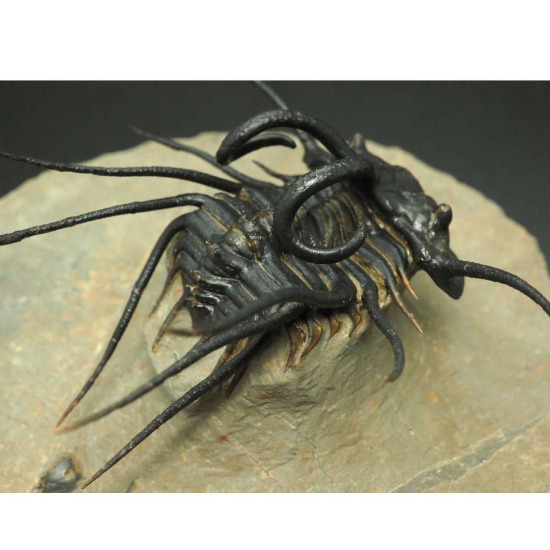 化石標本骨格三葉虫ディクラヌルス極美麗特級標本