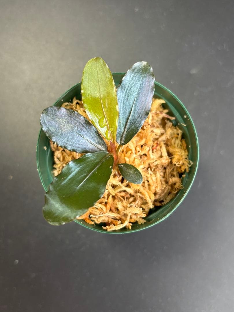 ブセファランドラ sp. 