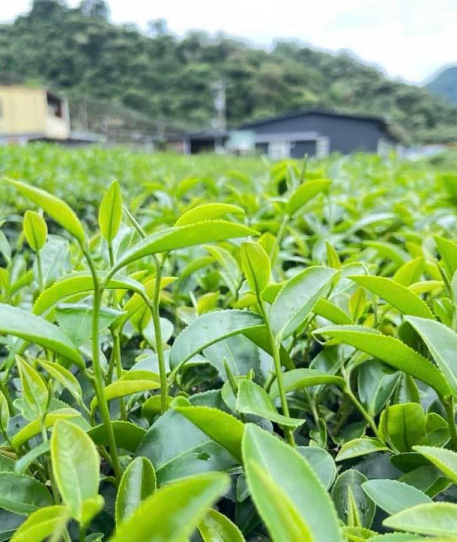 台湾好茶】新発売 坪林 【一等】紅玉18号 蜜香紅茶150g