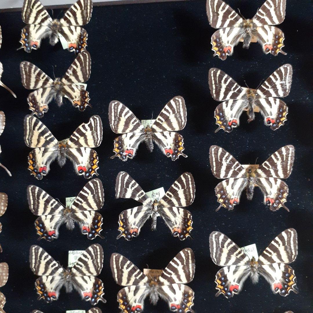 蝶標本 ギフチョウ、ヒメギフチョウ等4種100頭、大型ドイツ標本箱二箱入り