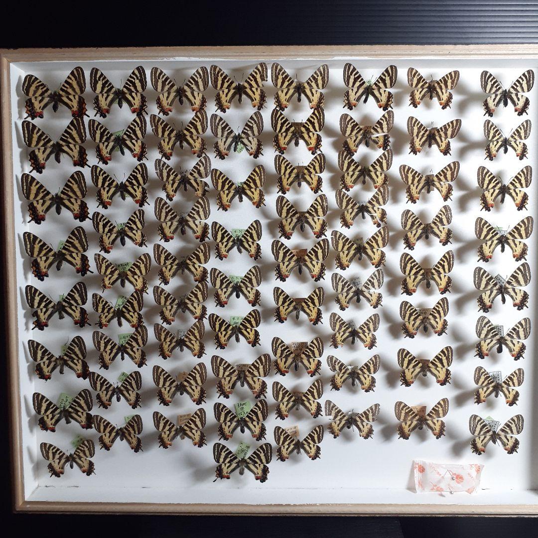 蝶標本　ギフチョウ、ヒメギフチョウ等４種100頭、大型ドイツ標本箱二箱入りセット