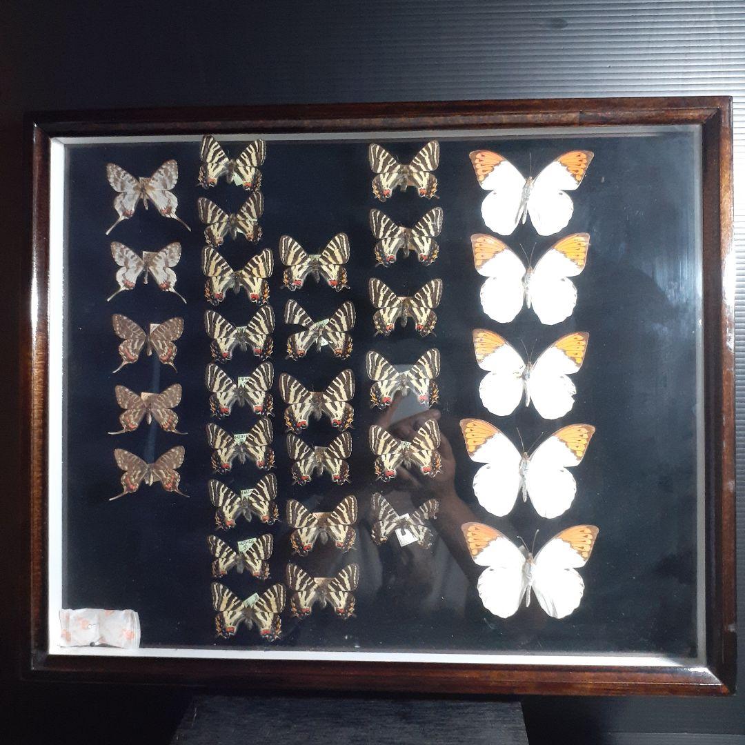 蝶標本　ギフチョウ、ヒメギフチョウ等４種100頭、大型ドイツ標本箱二箱入りセット