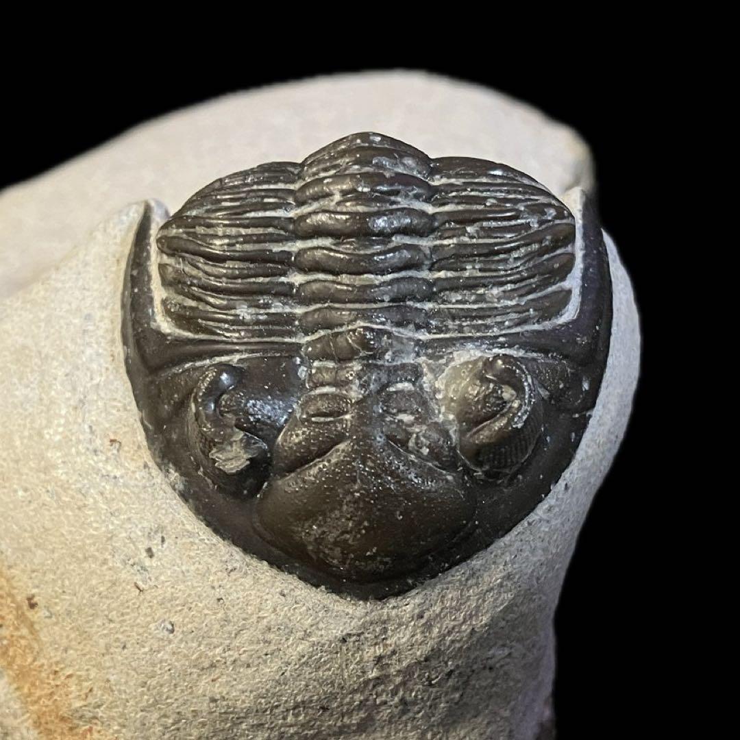 メタカンティナ Metacanthina 三葉虫 化石 モロッコ 産