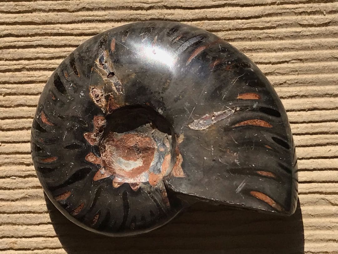 特別価格】マダガスカル産 ブラックアンモナイト化石（マダガスカリ