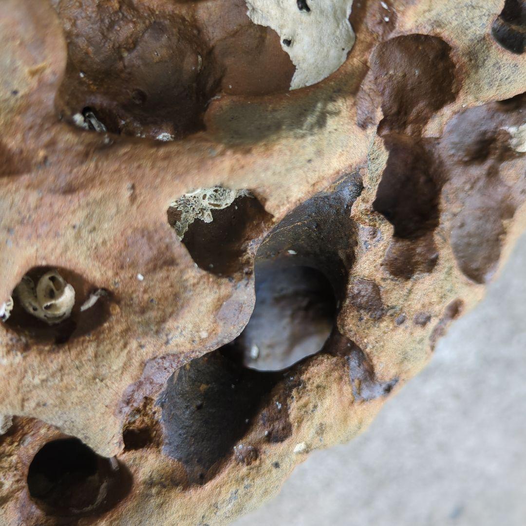 送料無料 アクアリウム 水槽用石セット メダカ熱帯魚