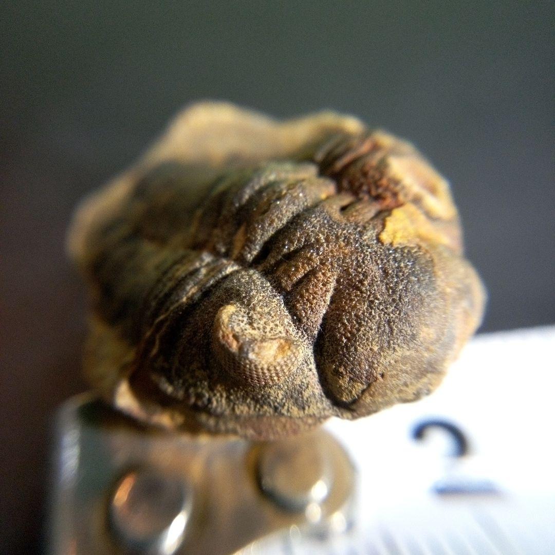 三葉虫 化石 fossil 海 ボリビア産 trilobite 海生動物分類⑨ 美術品