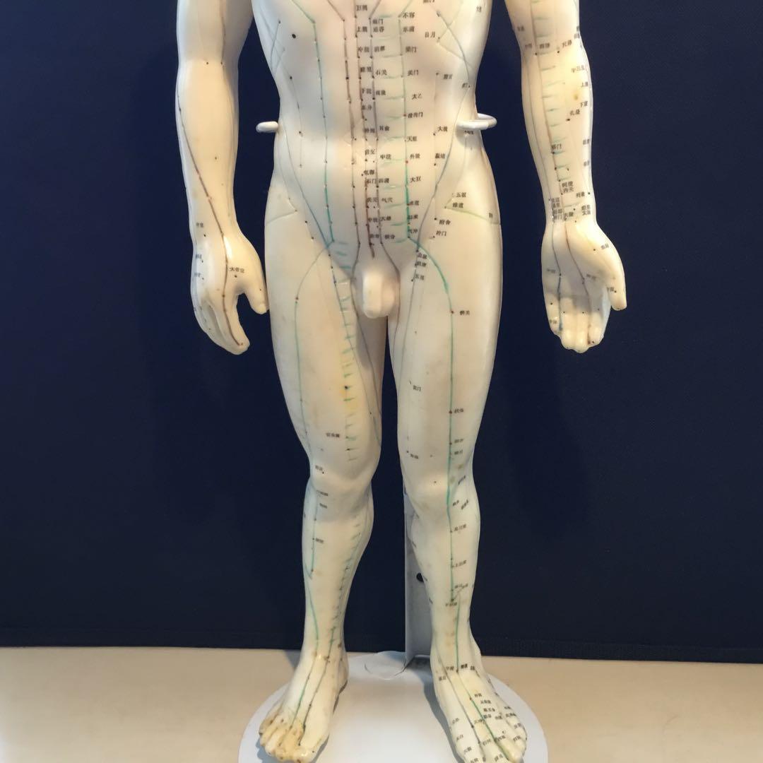 鍼灸経穴人体模型 コンプリート 中国鍼灸男性人体模型 耳 足 手