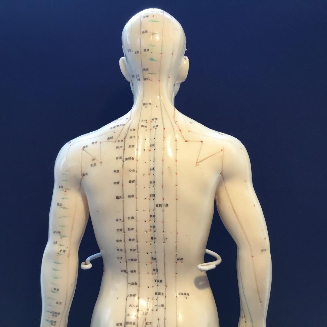 鍼灸経穴人体模型 コンプリート 中国鍼灸男性人体模型 耳 足 手