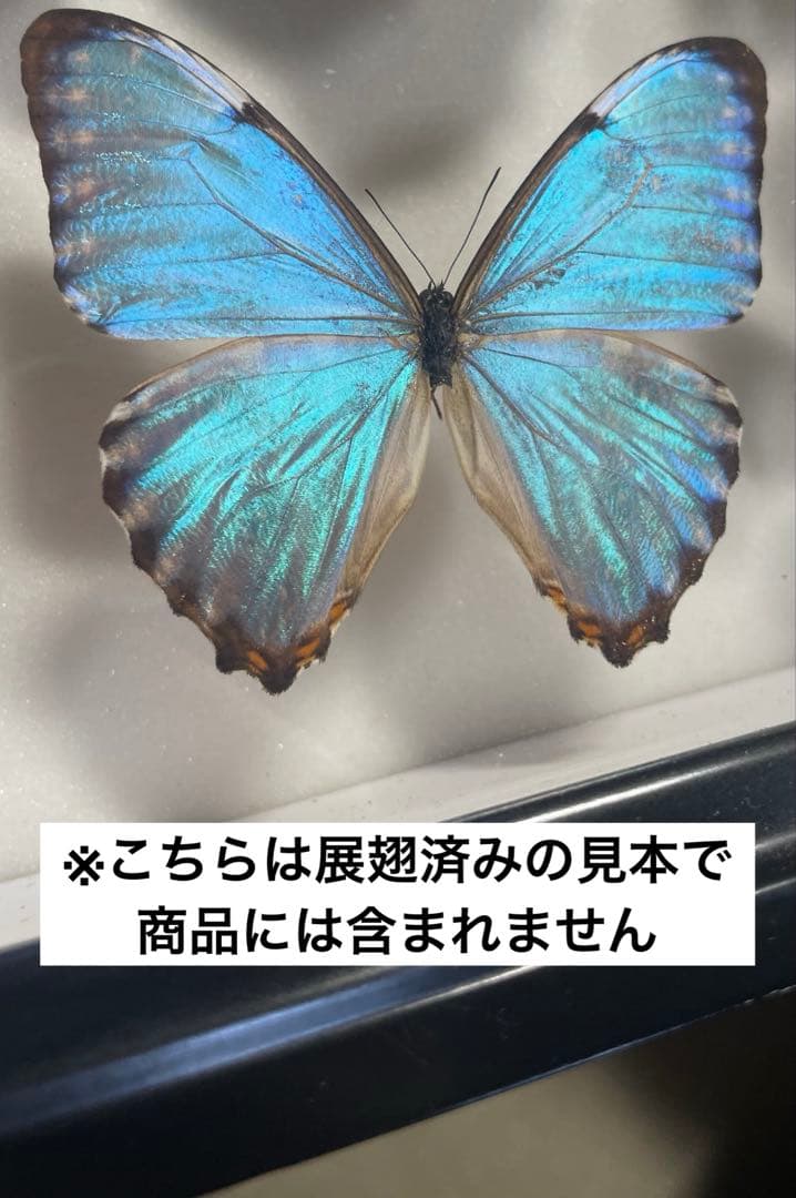 ポルティスモルフォ オス4頭セット - メルカリ