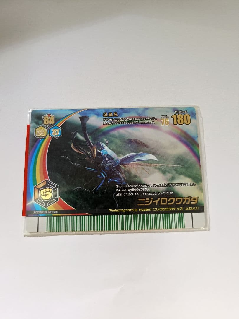 ニジイロクワガタ　美品 ニジイロクワガタ 美品 ニジイロクワガタ 52mm ペア》 | KPW公式