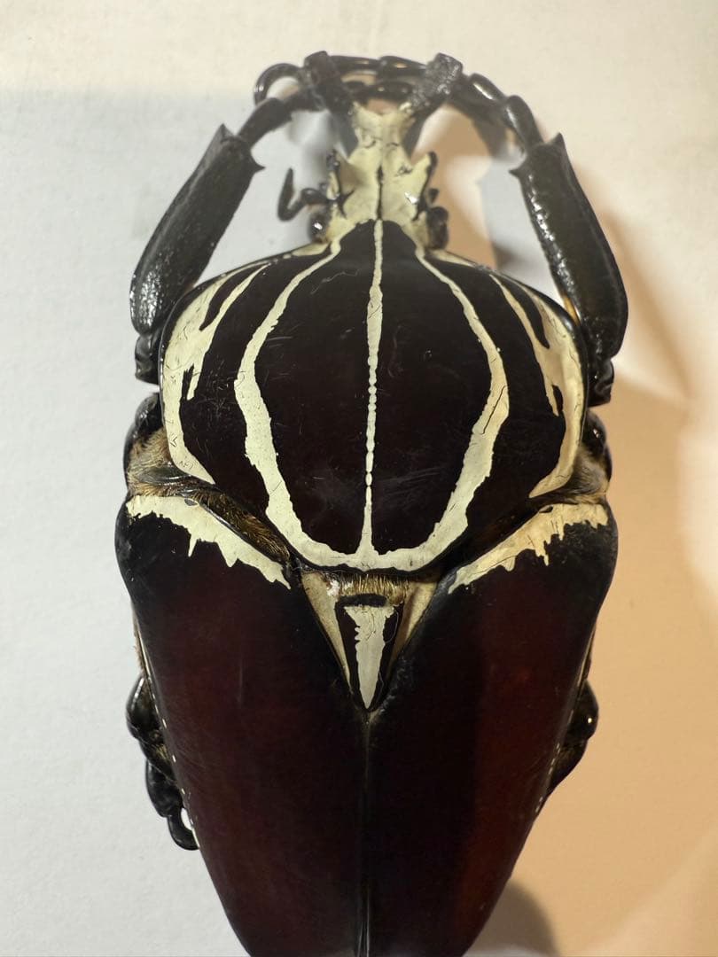 ゴライアスオオツノハナムグリの写真素材 | 写真の森 フォレスト