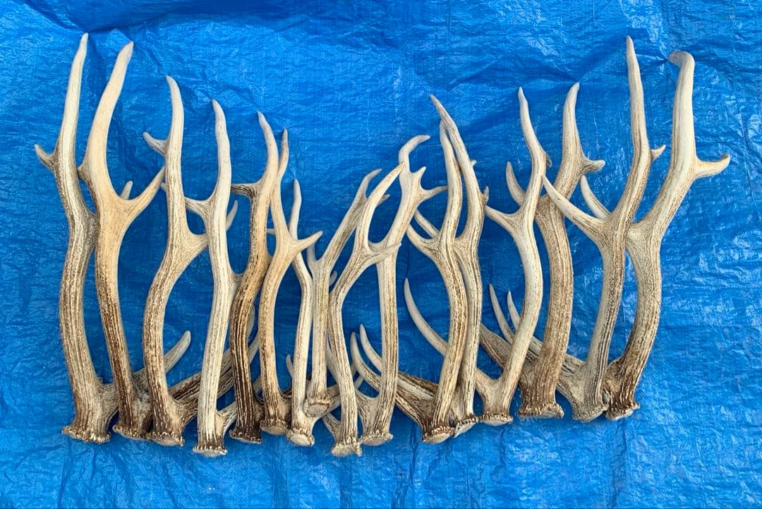 No.2094『鹿角16本セット』鹿の角 エゾ鹿 鹿角 蝦夷鹿