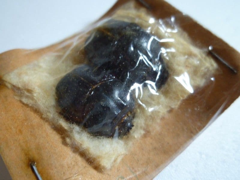 外国産コガネムシ標本】ダイコクコガネ/アルゼンチン産/26.1mm21.4mm