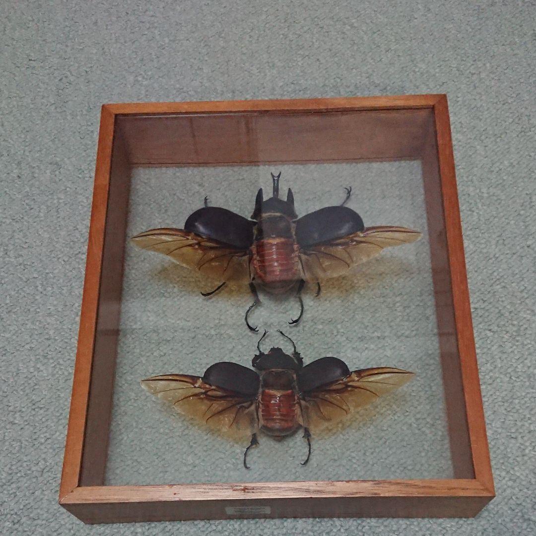 未展足160mm】オオキバウスバカミキリ標本 Macrodontia昆虫標本