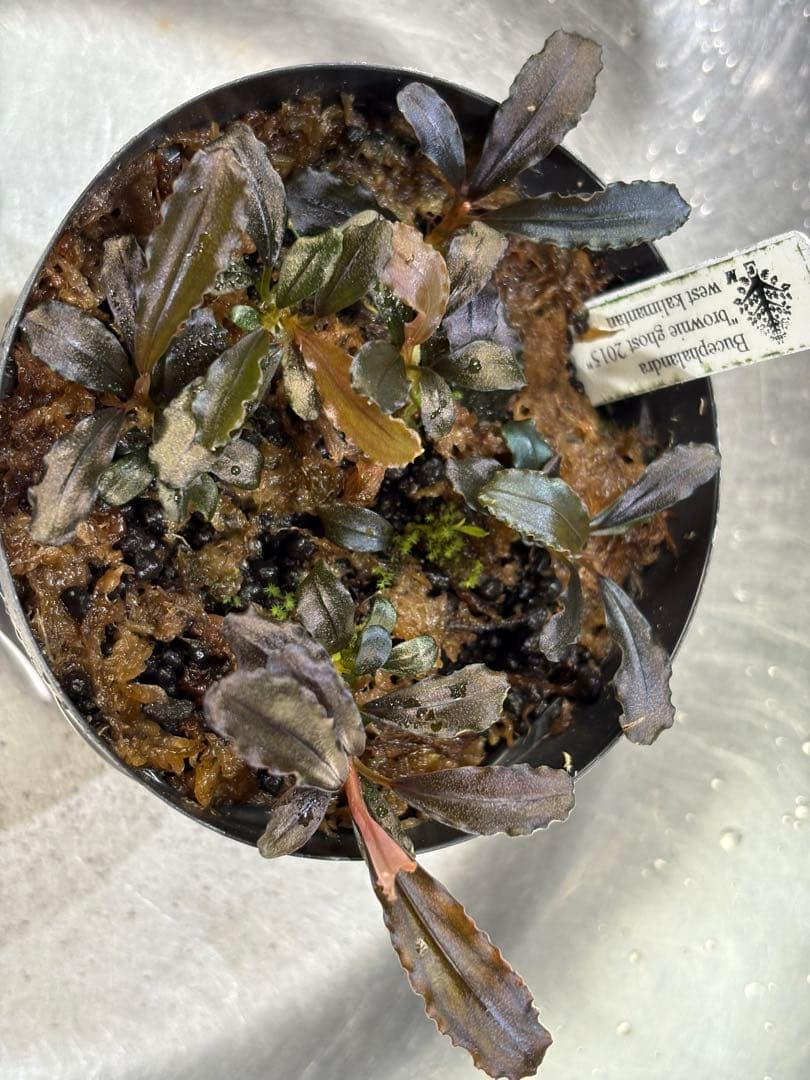 Bucephalandra sp.Ghost west kalimantan