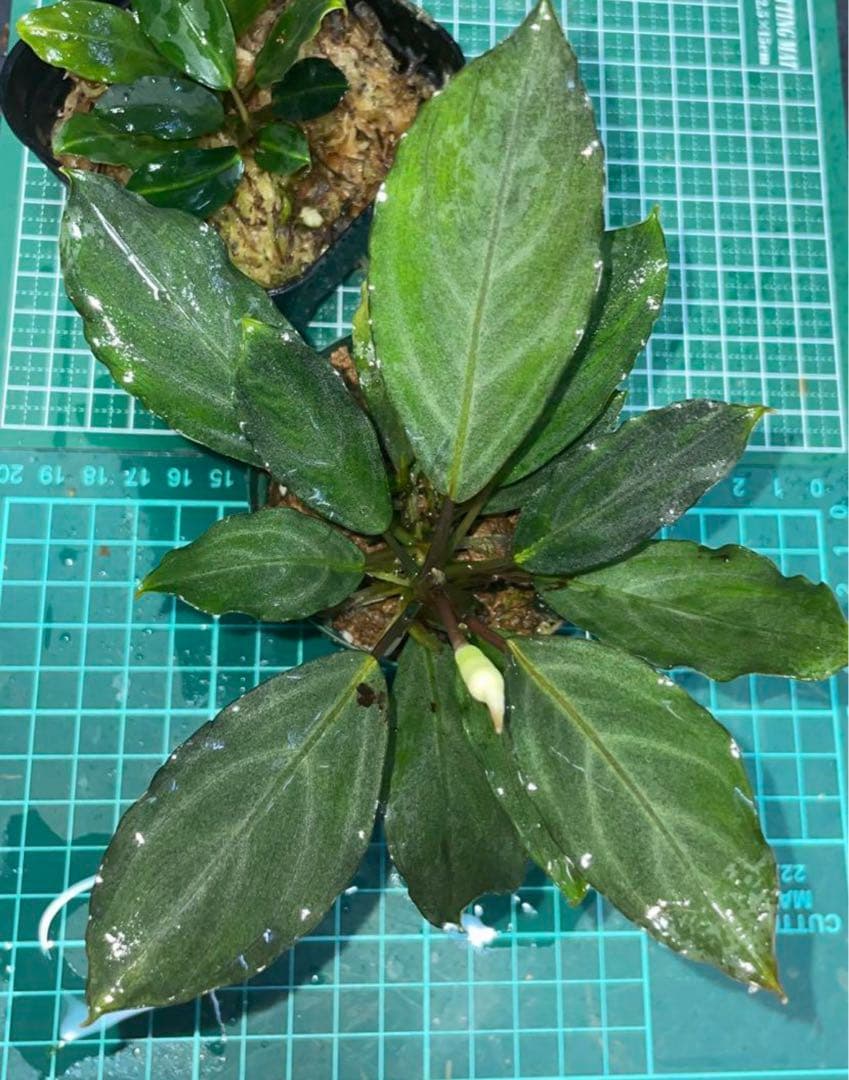 パラコードリード カフェリード 大粒パールビーズのお花3つ №067 パラ