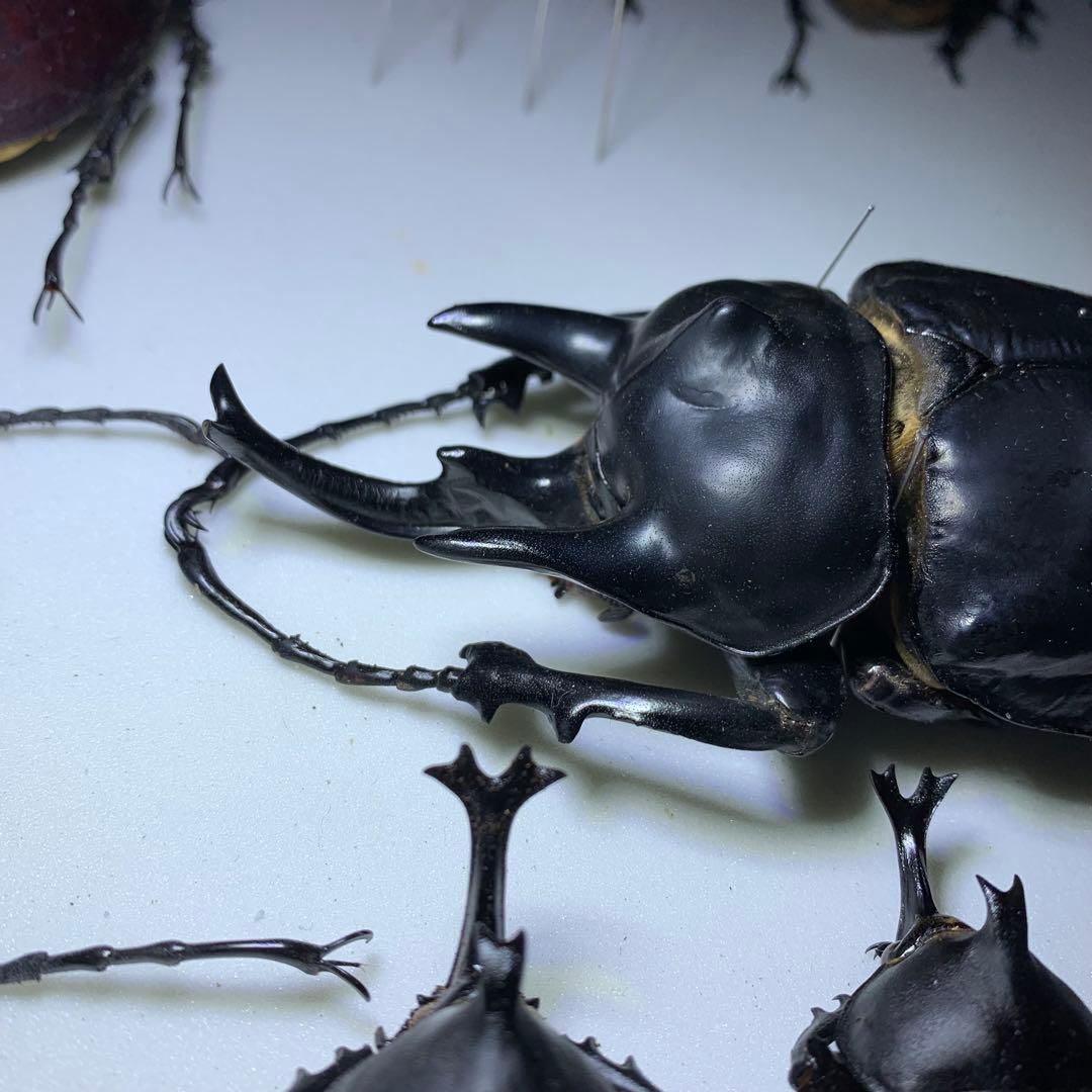 パラポネラの子育て : ありんこ日記 AntRoom 【21mm】オオシロアリ