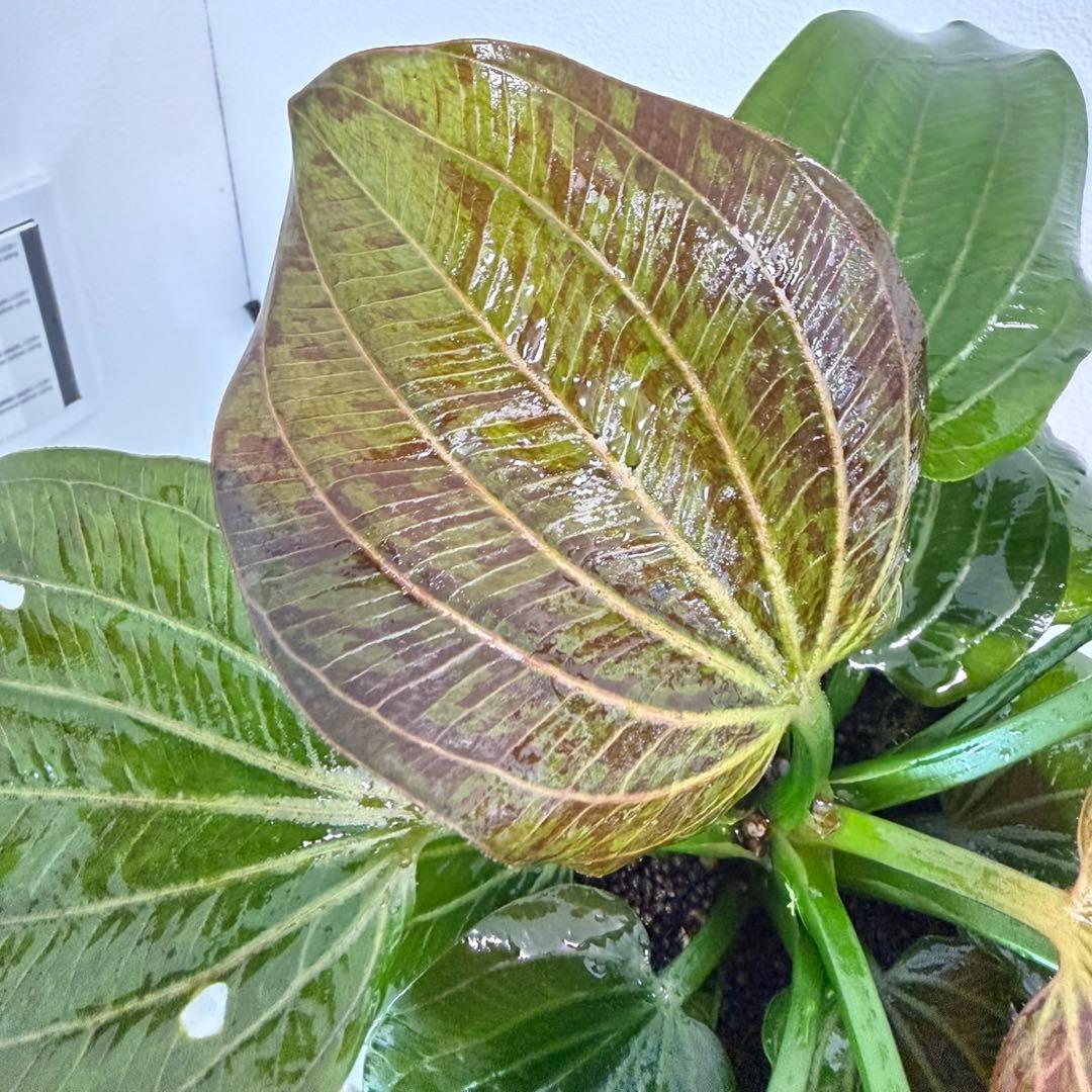 お値下げしました】大株！ADA エキノドルス・オパクス タイプB