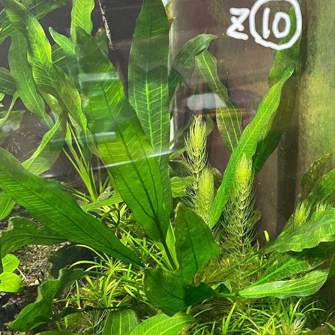 エキノドルスホレマニーグリーン座標軸1株 10番 - メルカリ