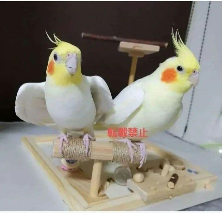 100⭐バードアスレチックミラーとフォージングトイセット⭐バードトイ