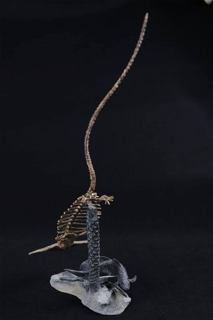 ディプロカウルス 化石