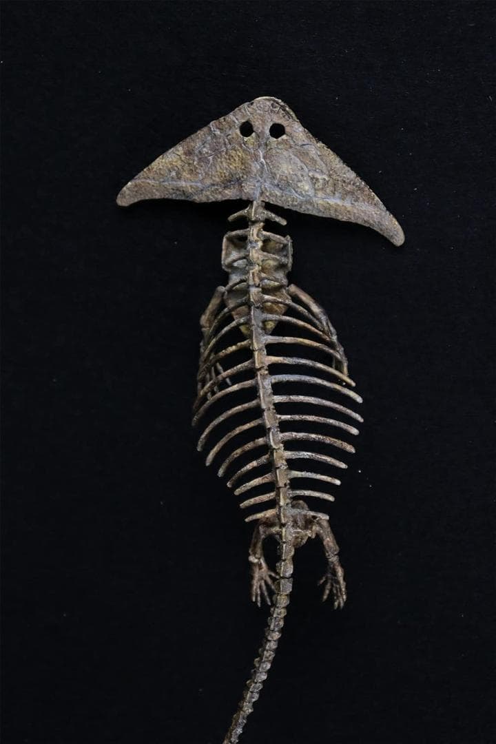 ディプロカウルス 化石