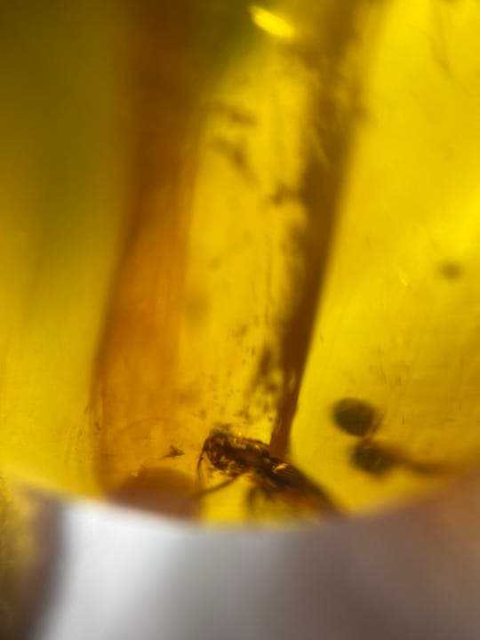 アンバー 琥珀 昆虫 コレクション 天然石 虫入り 価値上がる 宝石