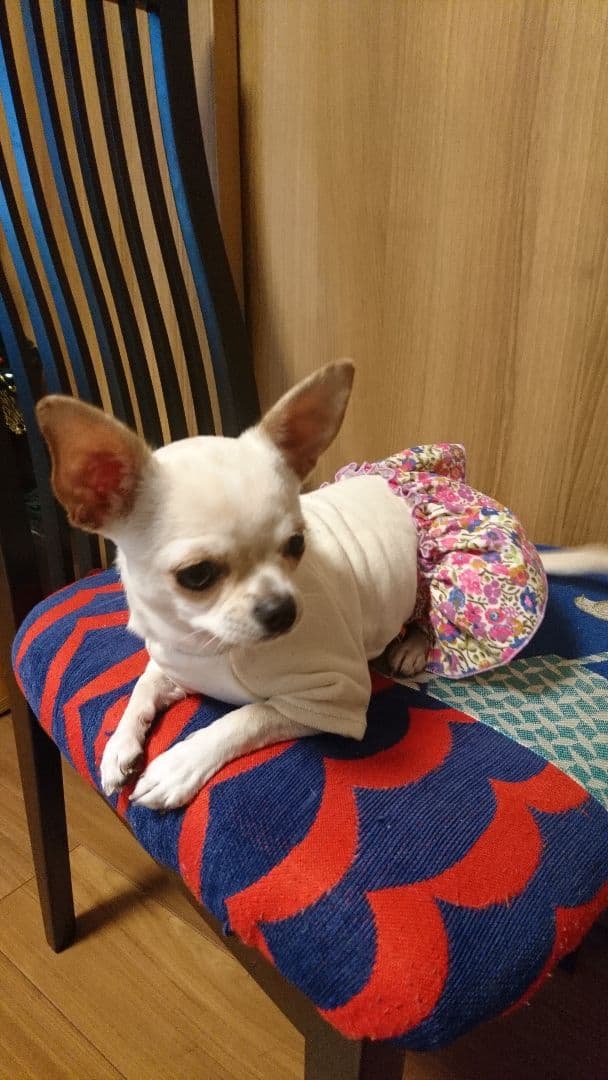 リバティ  犬服 犬の洋服✨リバティ 犬服 レース付きワンピース わんこ服 春夏 ペット