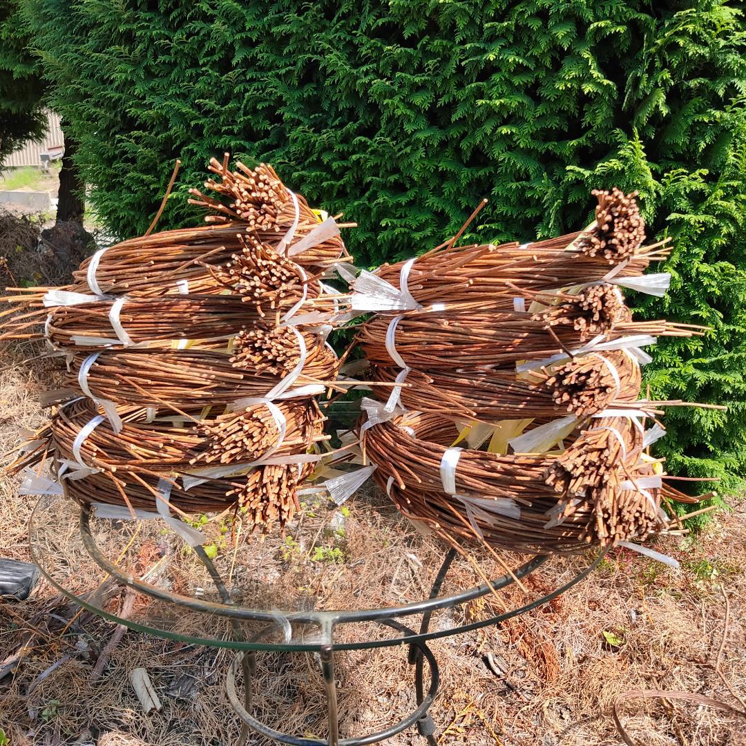 hkeplk　青森県岩木山採取　あけび蔓　70cm～150cm　5kg