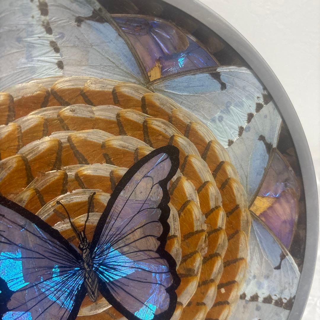 モルフォ蝶の標本/ブラジル伝統工芸品/希少/蝶羽細工 - メルカリ
