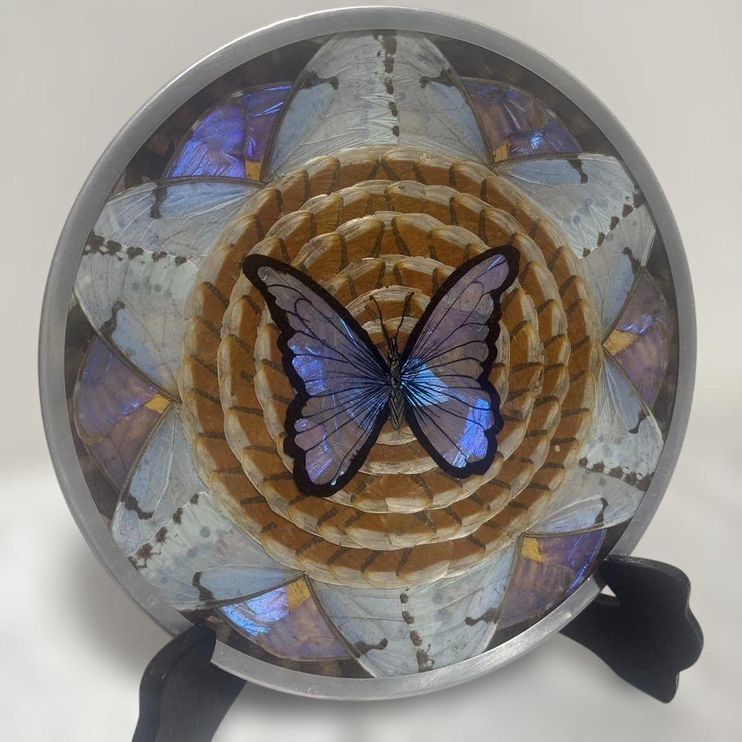 モルフォ蝶の標本/ブラジル伝統工芸品/希少/蝶羽細工 - メルカリ