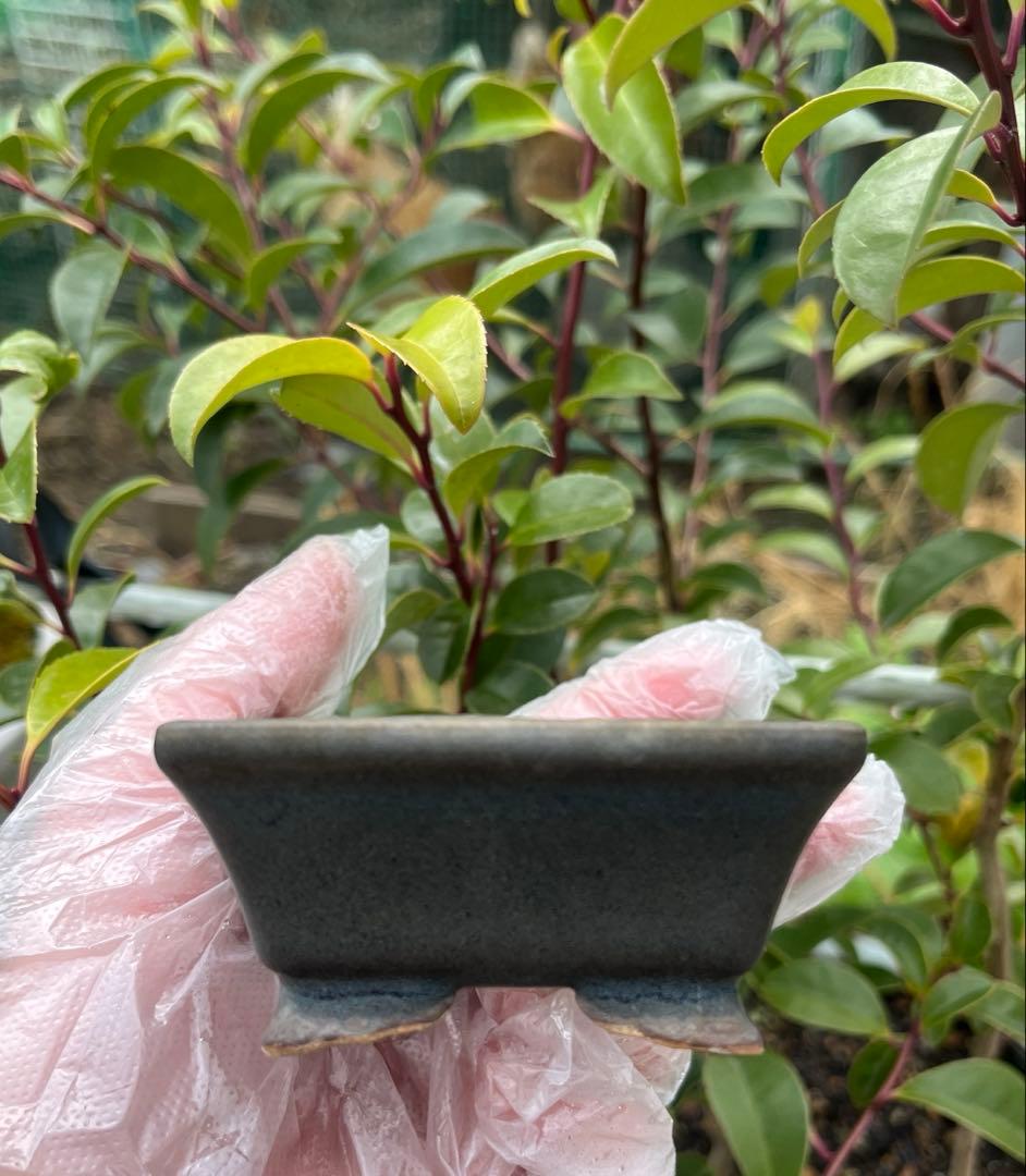 小品盆栽鉢 盆栽鉢 佑泉