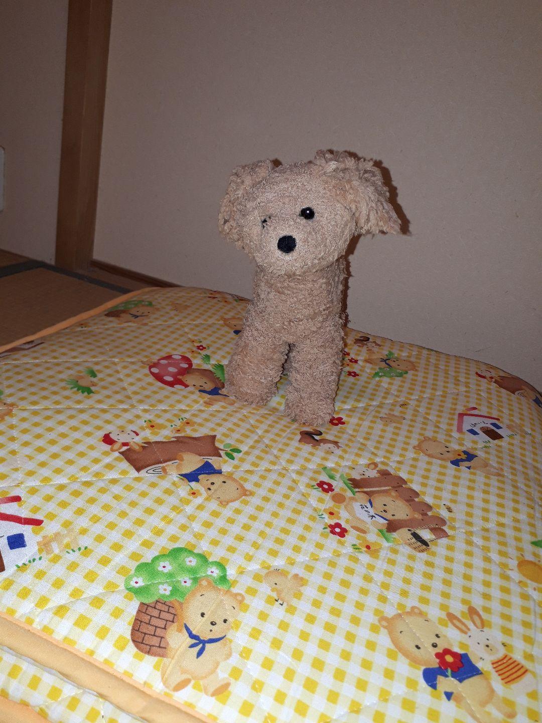 サイズの参考に！腹巻きのトイプードル 羊毛フェルト