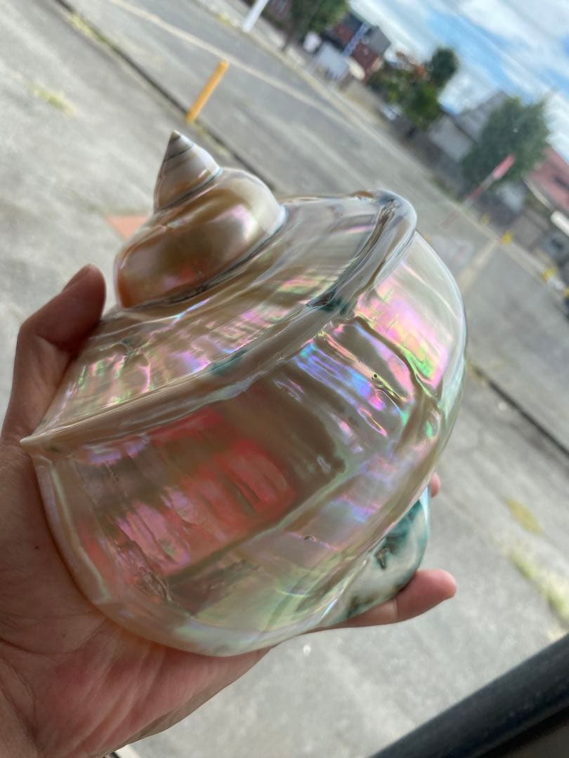 夜光貝 高級な夜光貝 特大サイズ16x18cm 色合いがとても美しい 置物