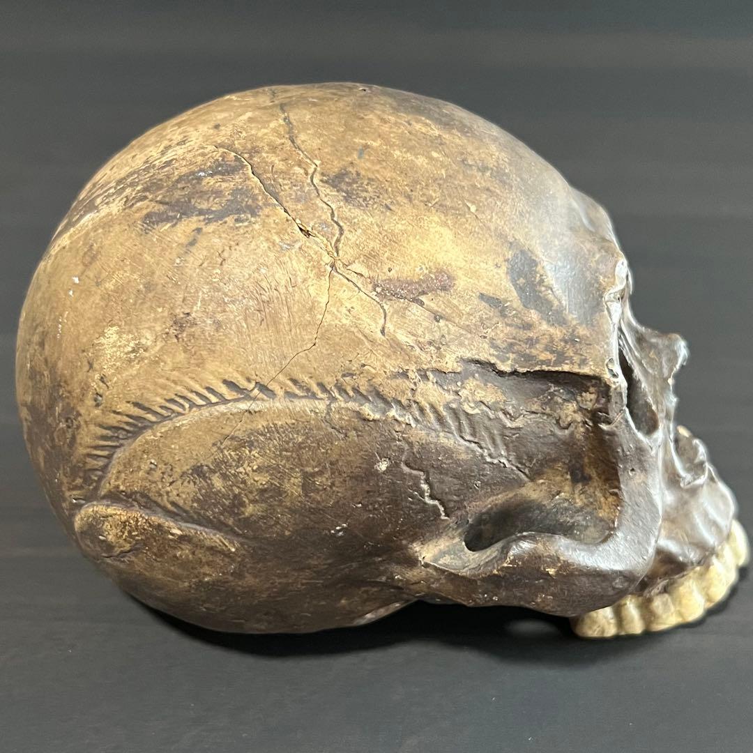 ビンテージ スカル 髑髏 陶磁器 野晒し しゃれこうべ ドクロ 置物 年代物