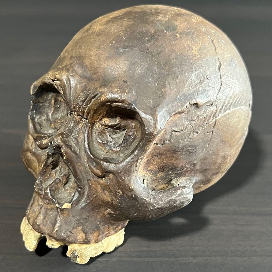 ビンテージ スカル 髑髏 陶磁器 野晒し しゃれこうべ ドクロ 置物 年代物