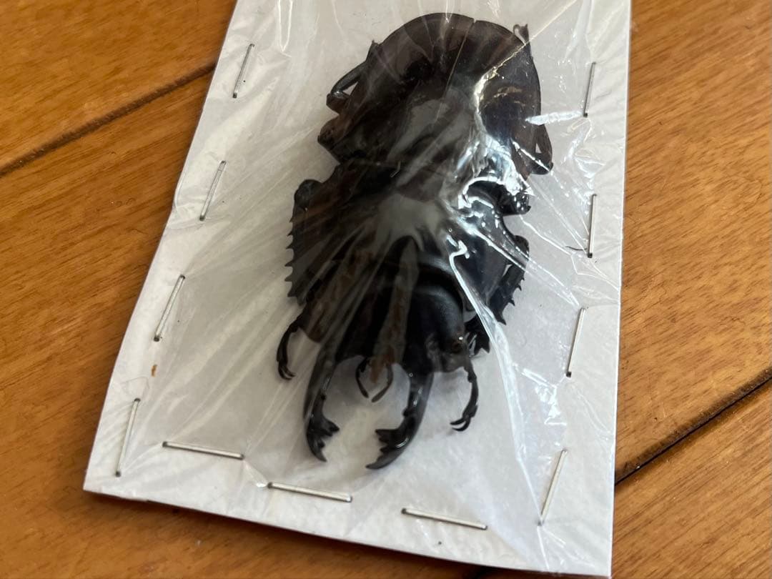 未規制個体】ヤエヤママルバネクワガタ 大歯型 標本の通販はau PAY