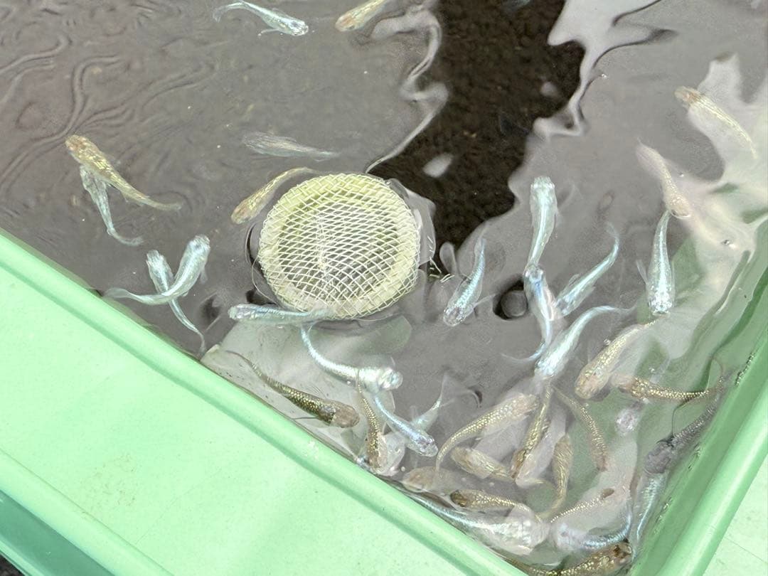 メダカ容器オーバーフロー加工トロ舟80L5個セット プラ舟 NVボックス