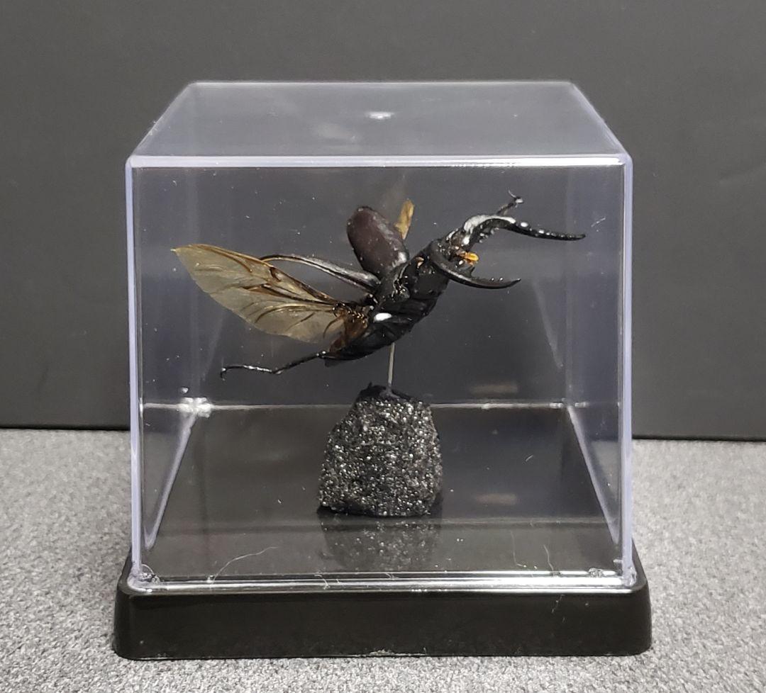 ケムンパス出品 立体標本3点