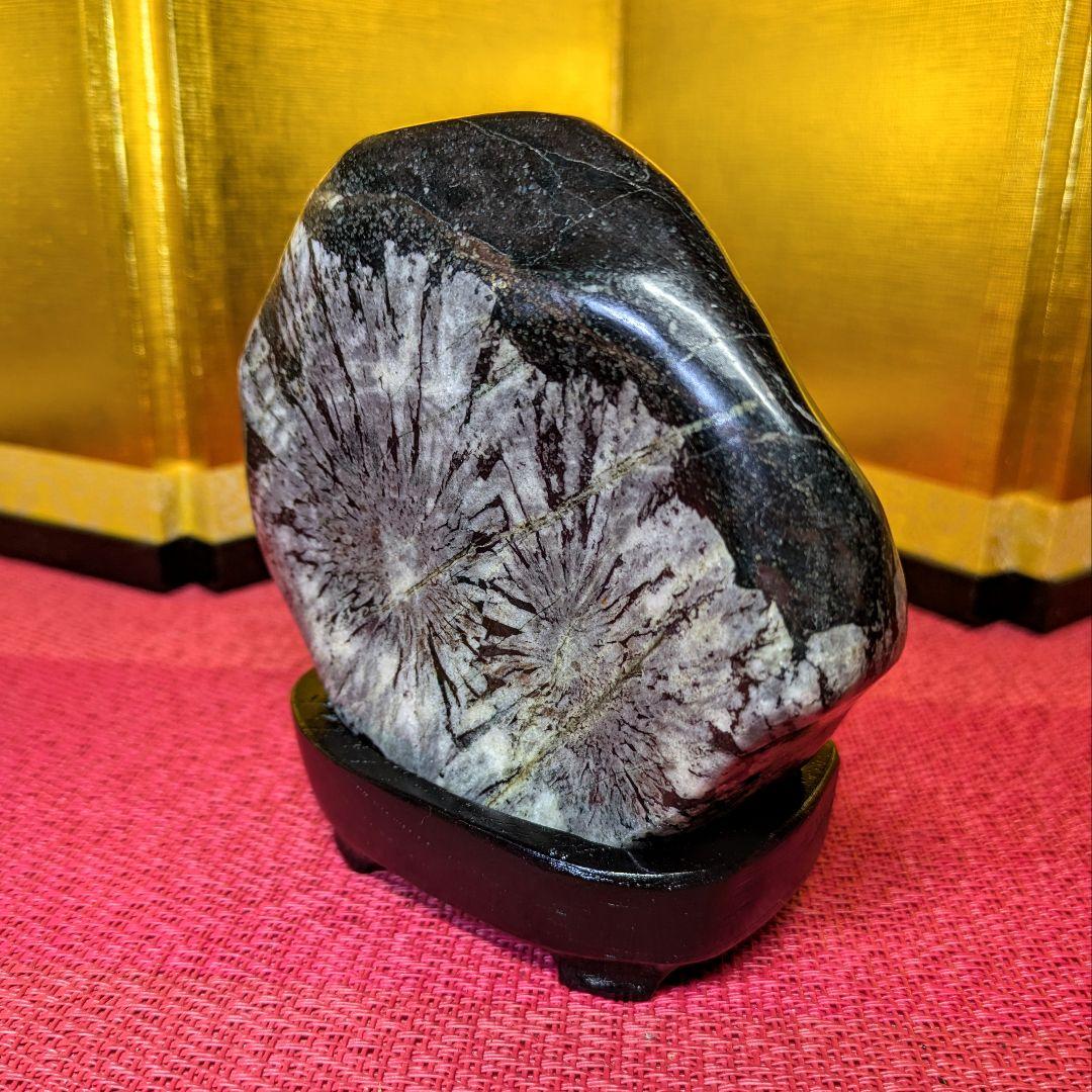 菊花石 岐阜県根尾谷産537g 鑑賞石 観賞石 水石 盆石 天然石 置物