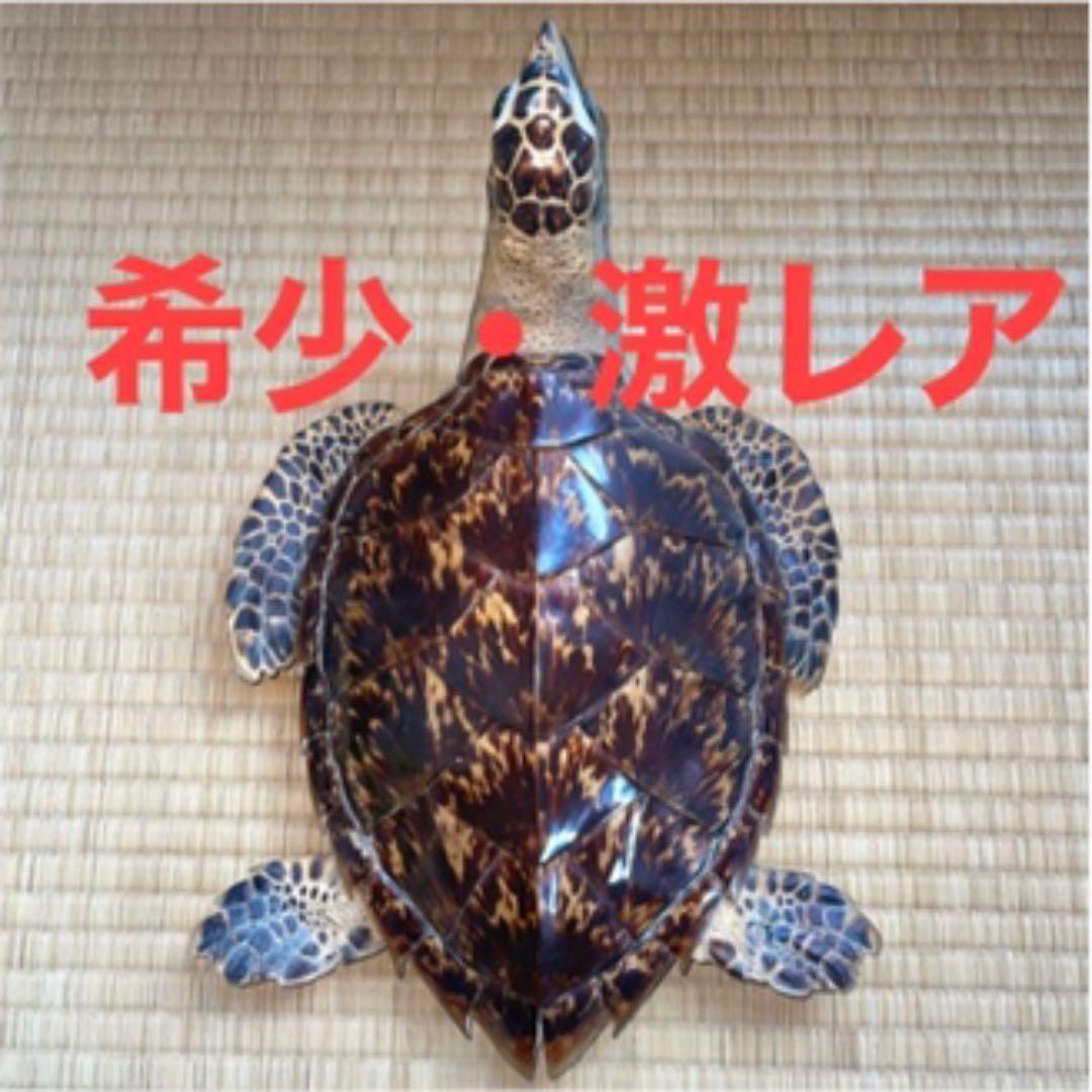 希少・激レア】ウミガメ(タイマイ・海亀)剥製 鼈甲(べっこう・べっ甲) 置物