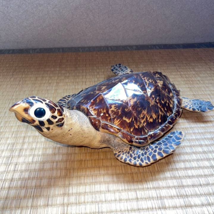 希少・激レア】ウミガメ(タイマイ・海亀)剥製 鼈甲(べっこう・べっ甲