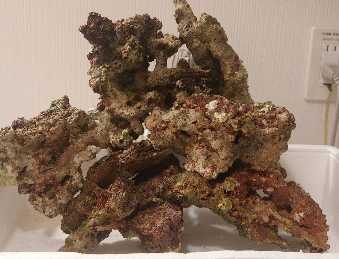 天然ライブロック 大 中 Sグレード 海水魚用